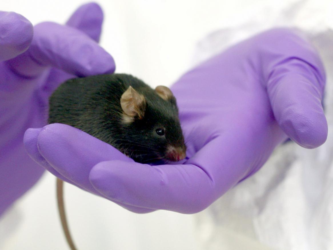 Black mouse gloved hands Credit: Understanding Animal Research