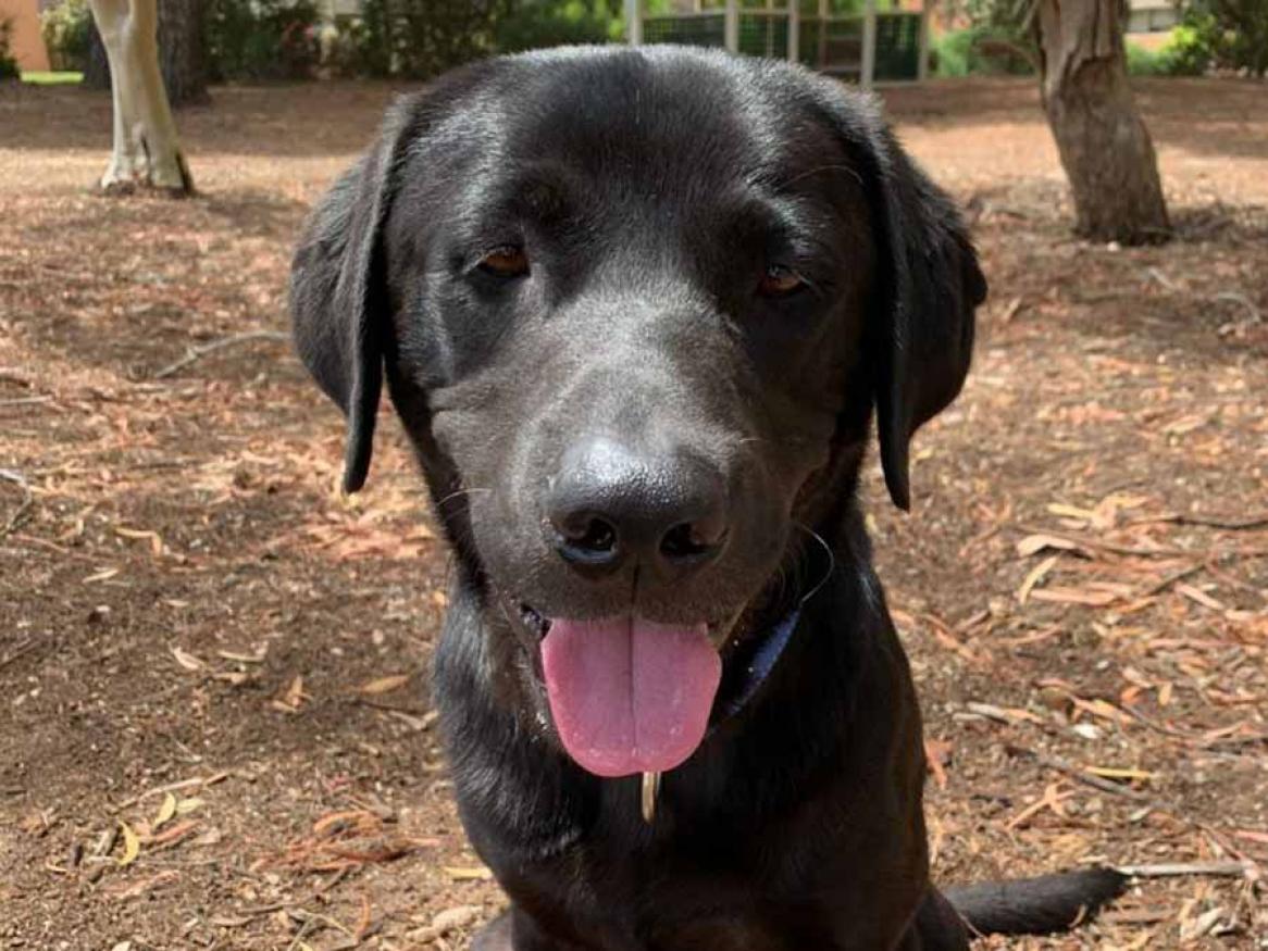 Covid detector dog, labrador, Stan.