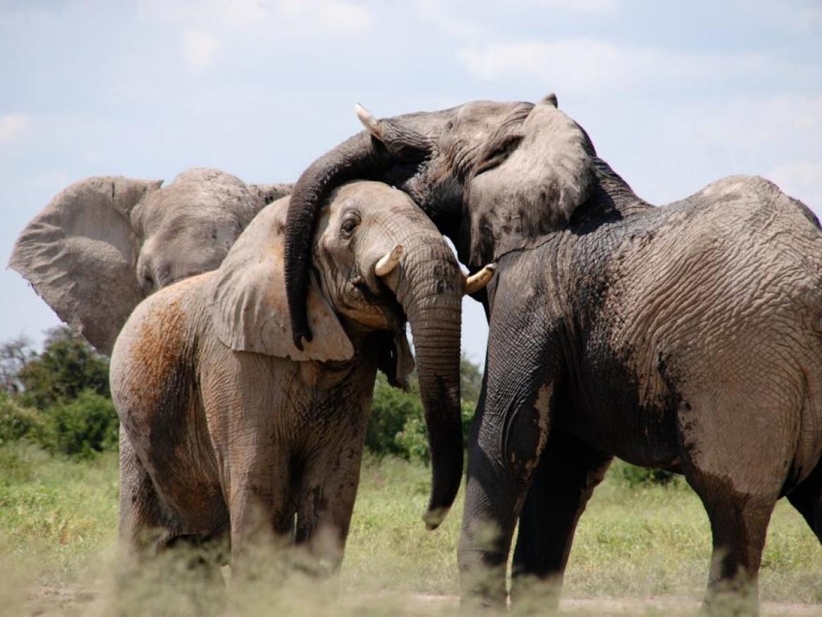 Biosecurity and Conservation Medicine at the Wildlife-Livestock interface 