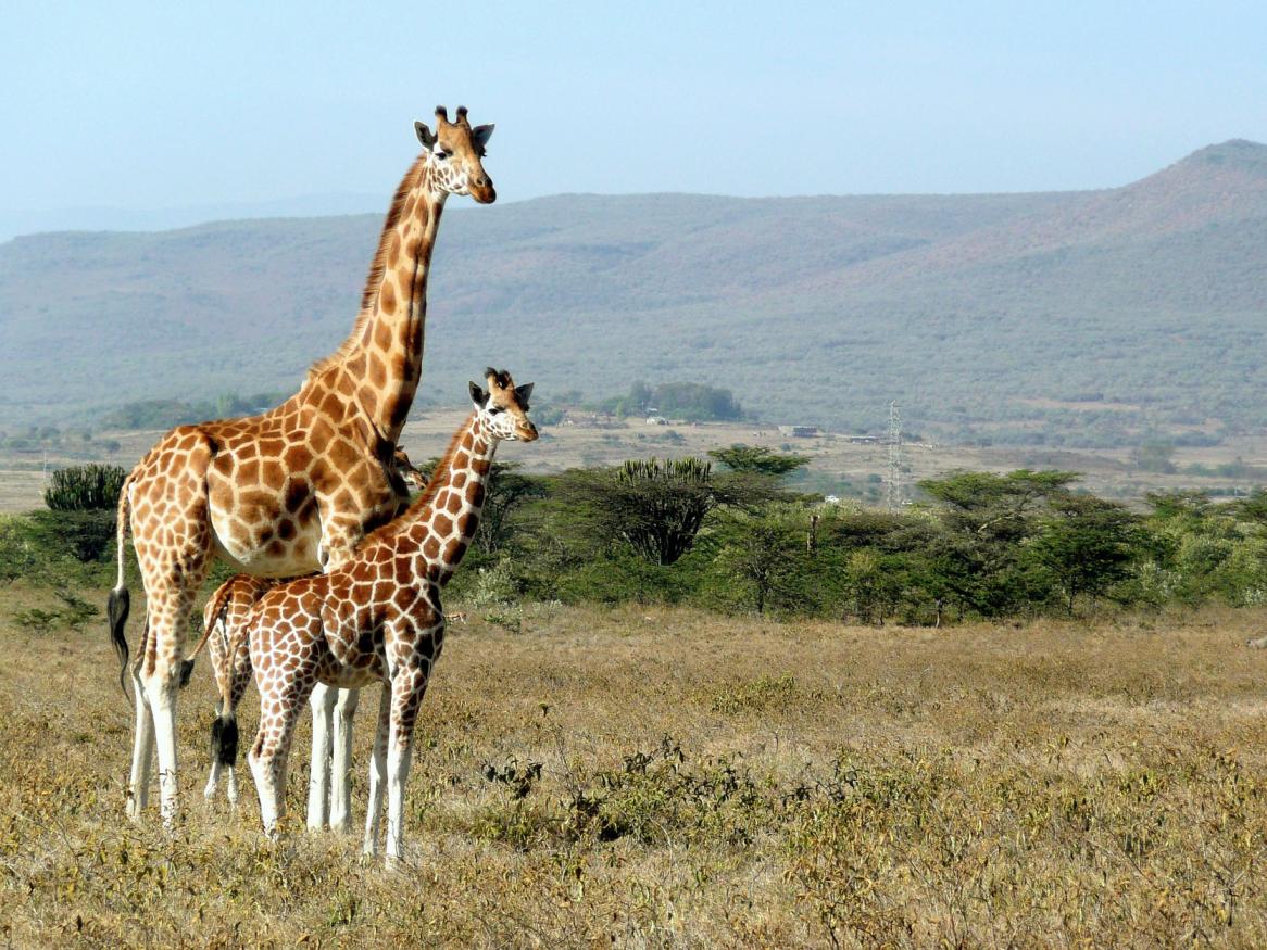 Study tour image - giraffe image