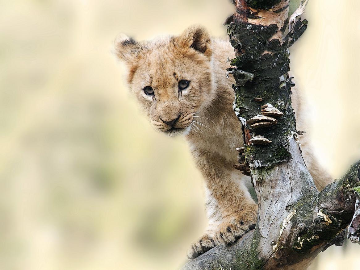 Study tour - lion cub image