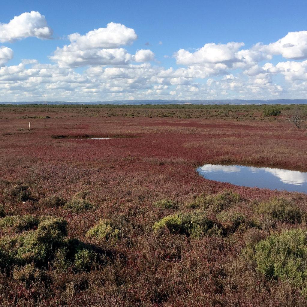 Torrens Island saltmarsh by Alice Jones
