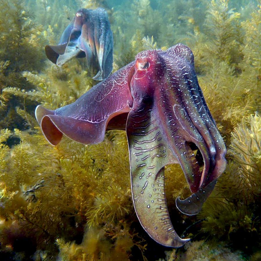 Marine biology - cuttlefish