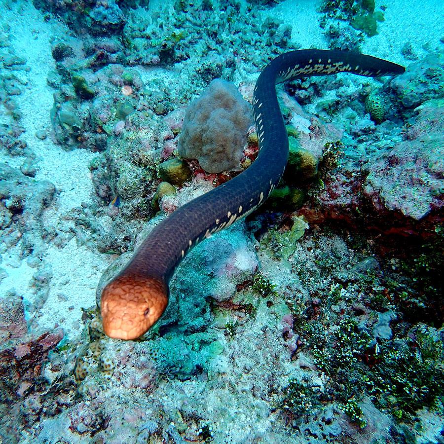 An olive sea snake (Aipysurus laevis) swimming underwater. Credit: Graham Edgar.