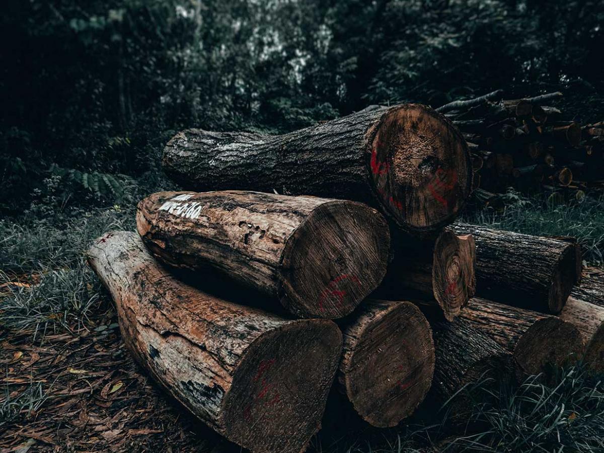View of logs stacked on each other