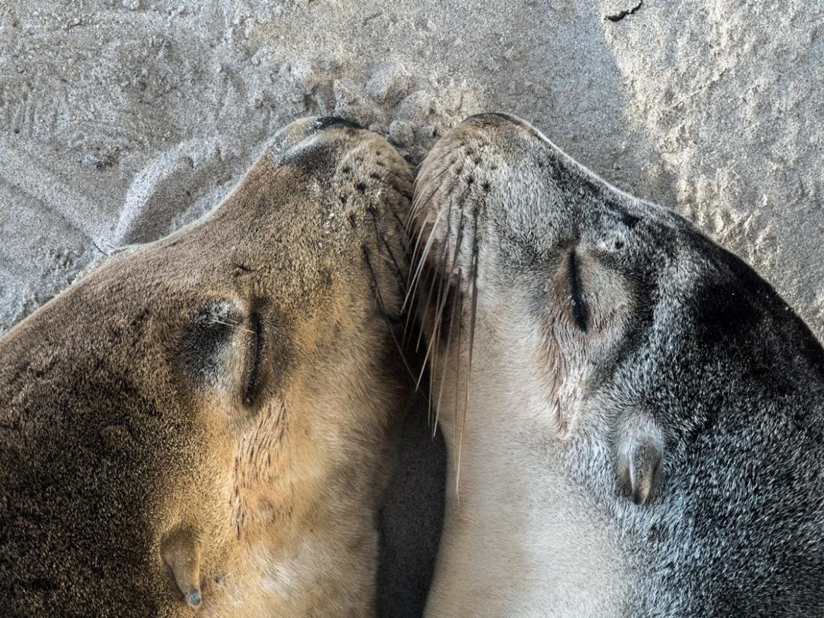 Kangaroo Island Sealions - by Sputnik