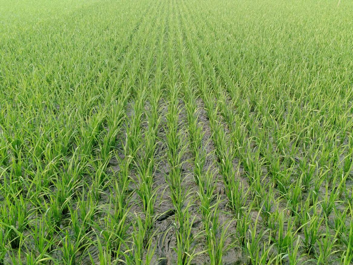 Bangladesh agriculture - Image by IMRAN SARKAR