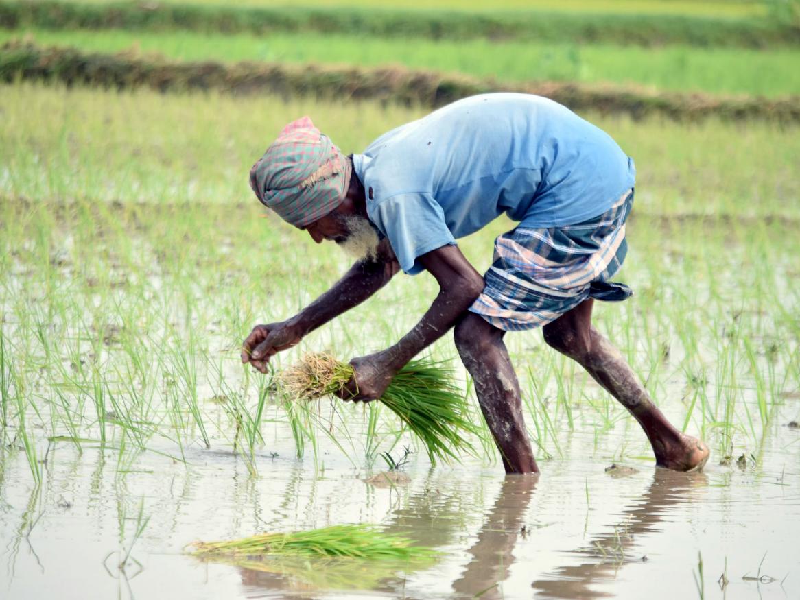 Bangladesh rice fields - Photo by Ashraful Haque Akash