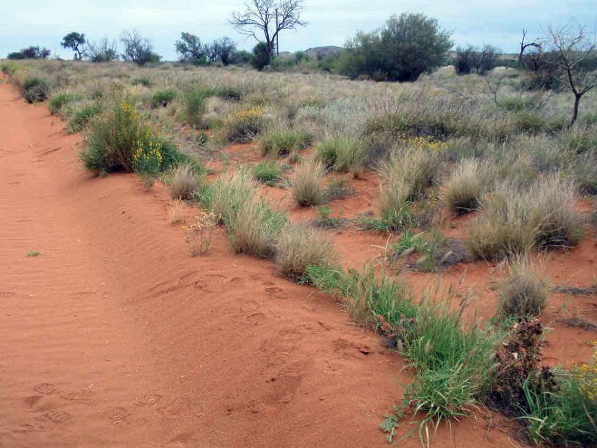 Bare soil colour of the minor roads is similar to that in the surrounding landscape (image: E Lawley – 7/12/2011, 3:30 pm, West of Umuwa)