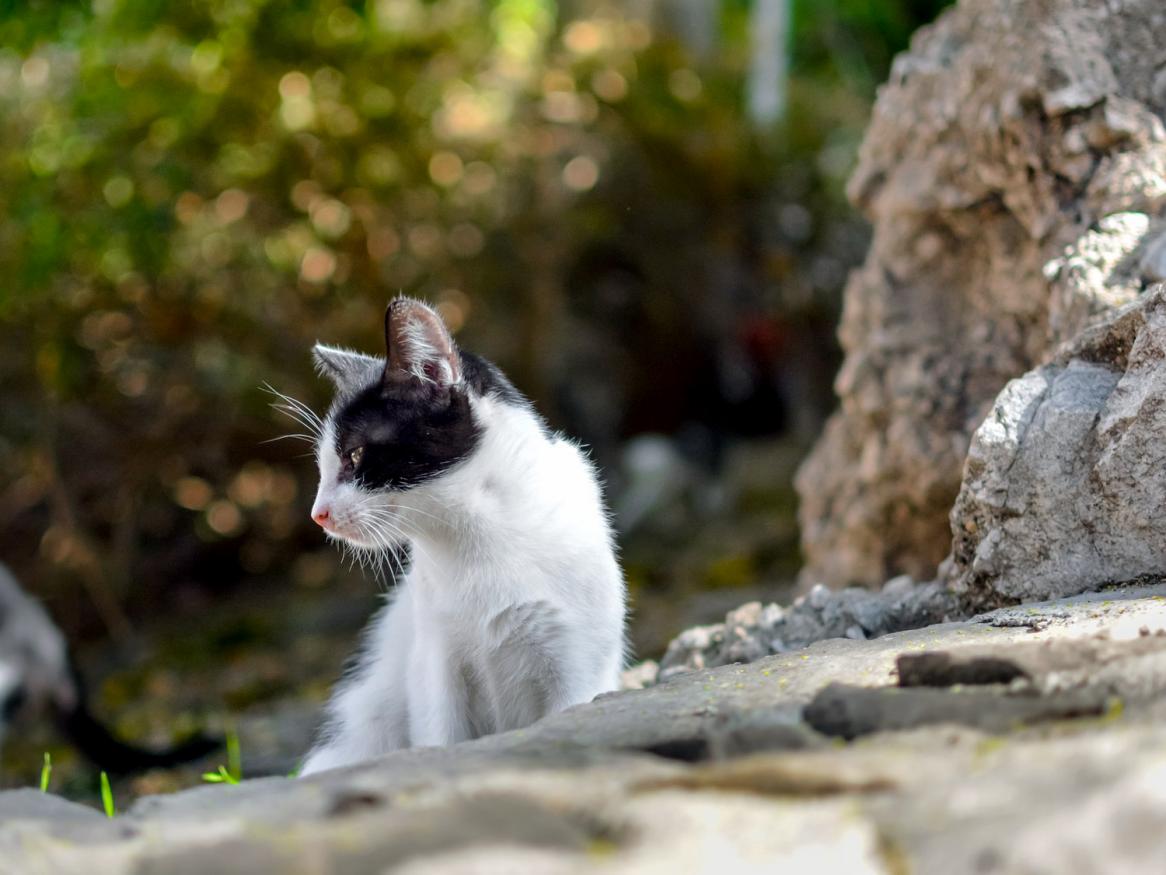feral cat management strategies - image by kirkandmimi from Pixabay 