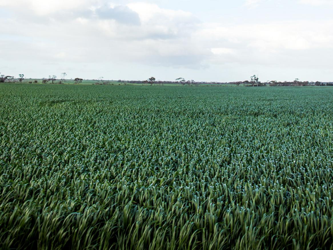 Wheat crop - Roseworthy