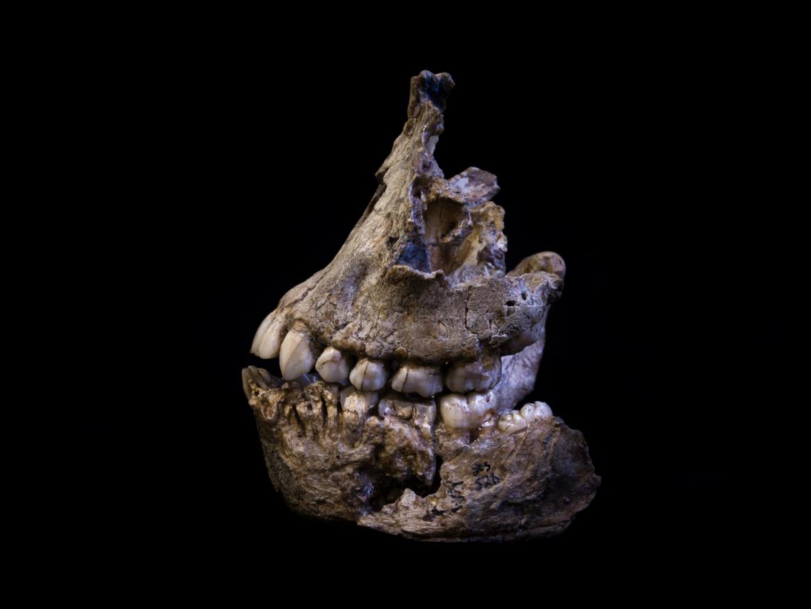 Luca Fiorenza - fragmented cranium and mandible of Australopithecus africanus (Sts 52)
