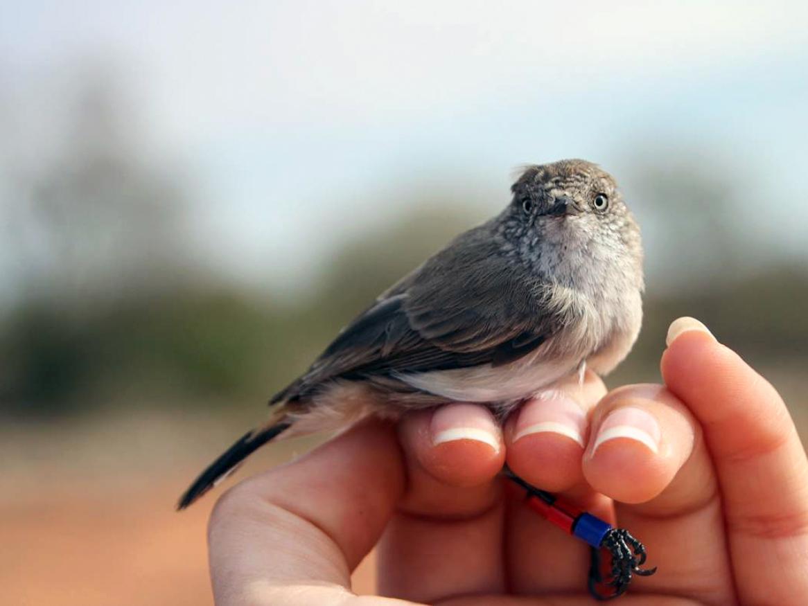 Ecology photograph bird