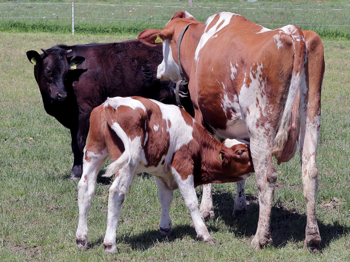 How do we make cattle cloning more efficient? Davies Livestock Research Centre University of