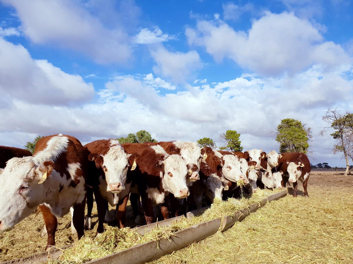 Heifer image by Johanna Aldersey