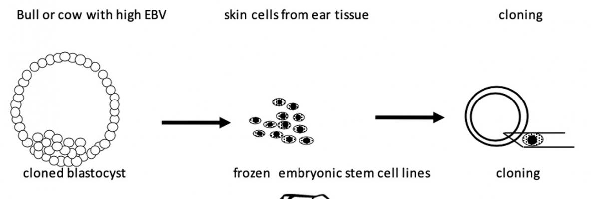 Figure 2 - Improving current cattle cloning efficiencies using embryonic stem cells. Skin cells isolated from the ear tissue of live animals are used to produce cell lines which are then frozen. Fibroblasts are then used for cloning to produce embryos from which embryonic stem cells are then isolated and frozen. These are then used for cloning to increase efficiencies.