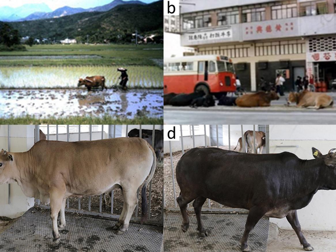 Hong Kong feral cattle Fig 1