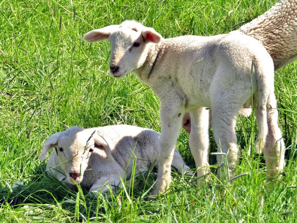 Lambs, by s_ms on PIxabay