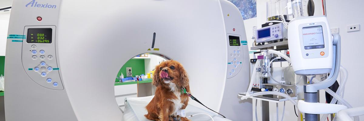 Dog CT scan