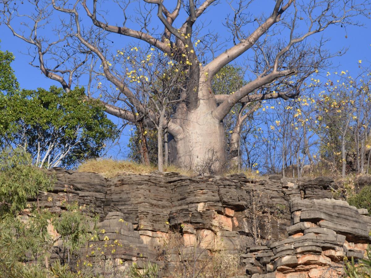 Boabs above carbonates of the greater McArthur Basin