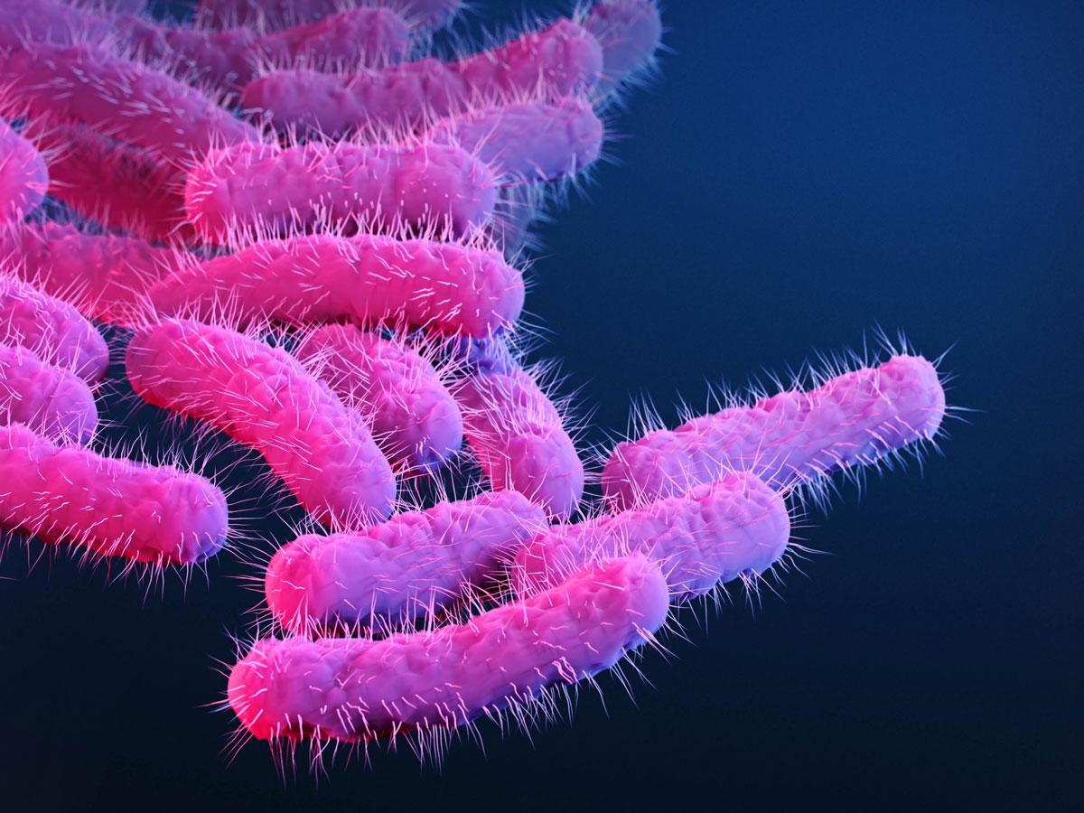Medical illustration of drug-resistant, Shigella sp. bacteria. Centers for Disease Control and Prevention (CDC)