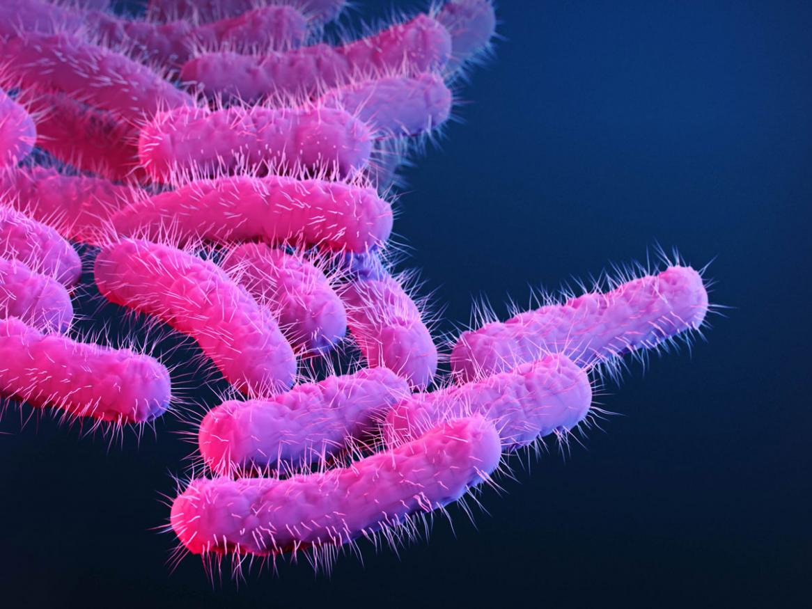 Medical illustration of drug-resistant, Shigella sp. bacteria. Centers for Disease Control and Prevention (CDC) 
