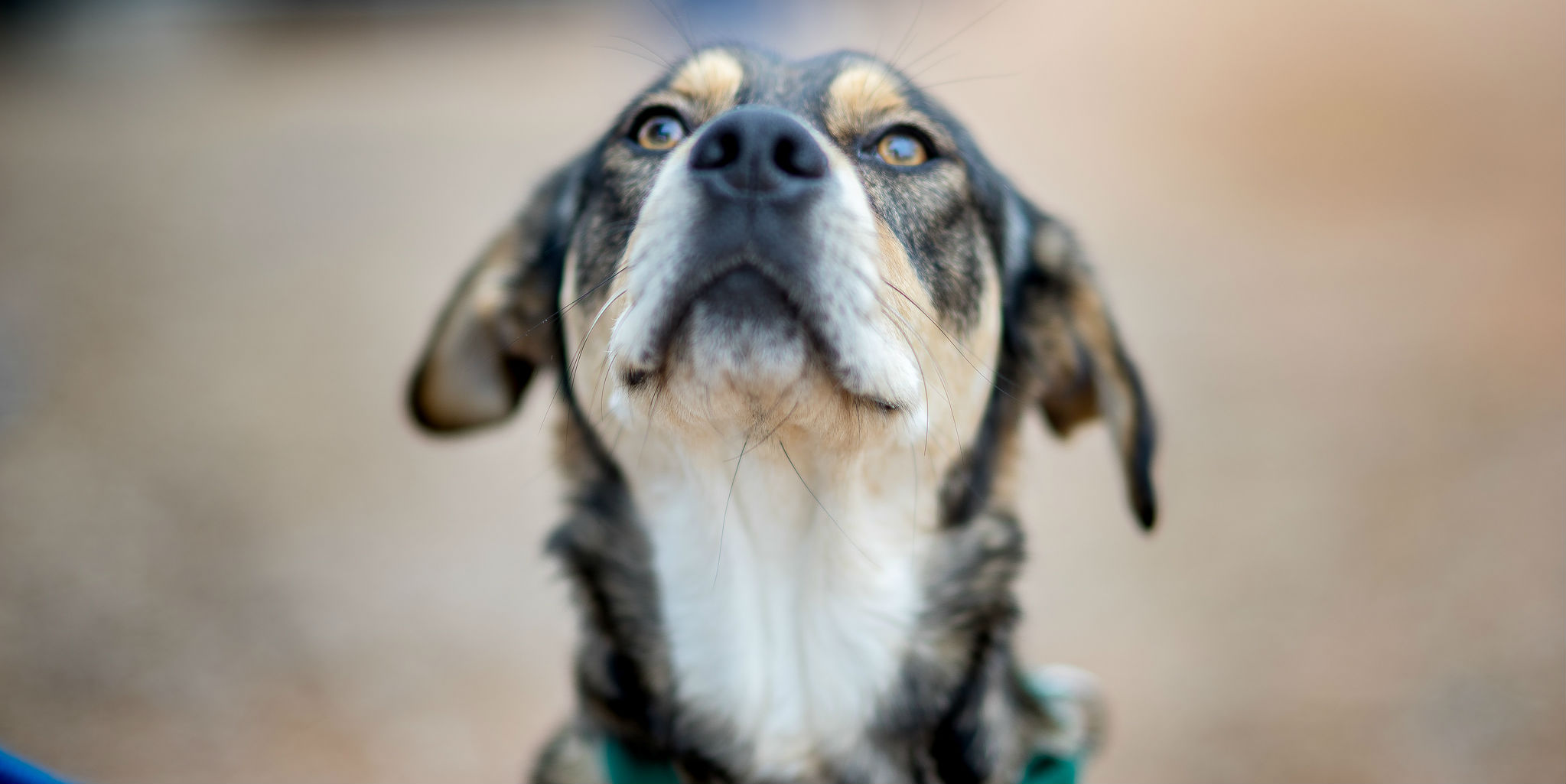 what dog has the best sense of hearing