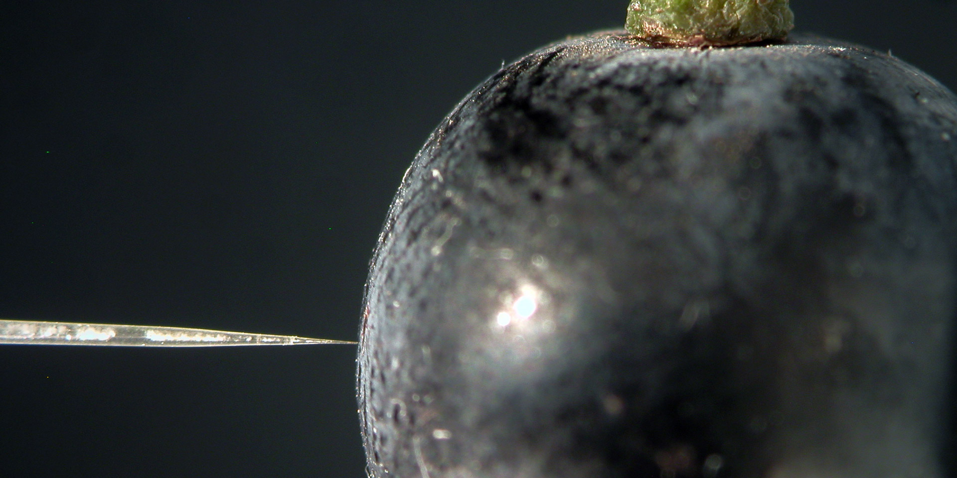 Grapes suffer internal oxygen shortage during ripening Faculty of