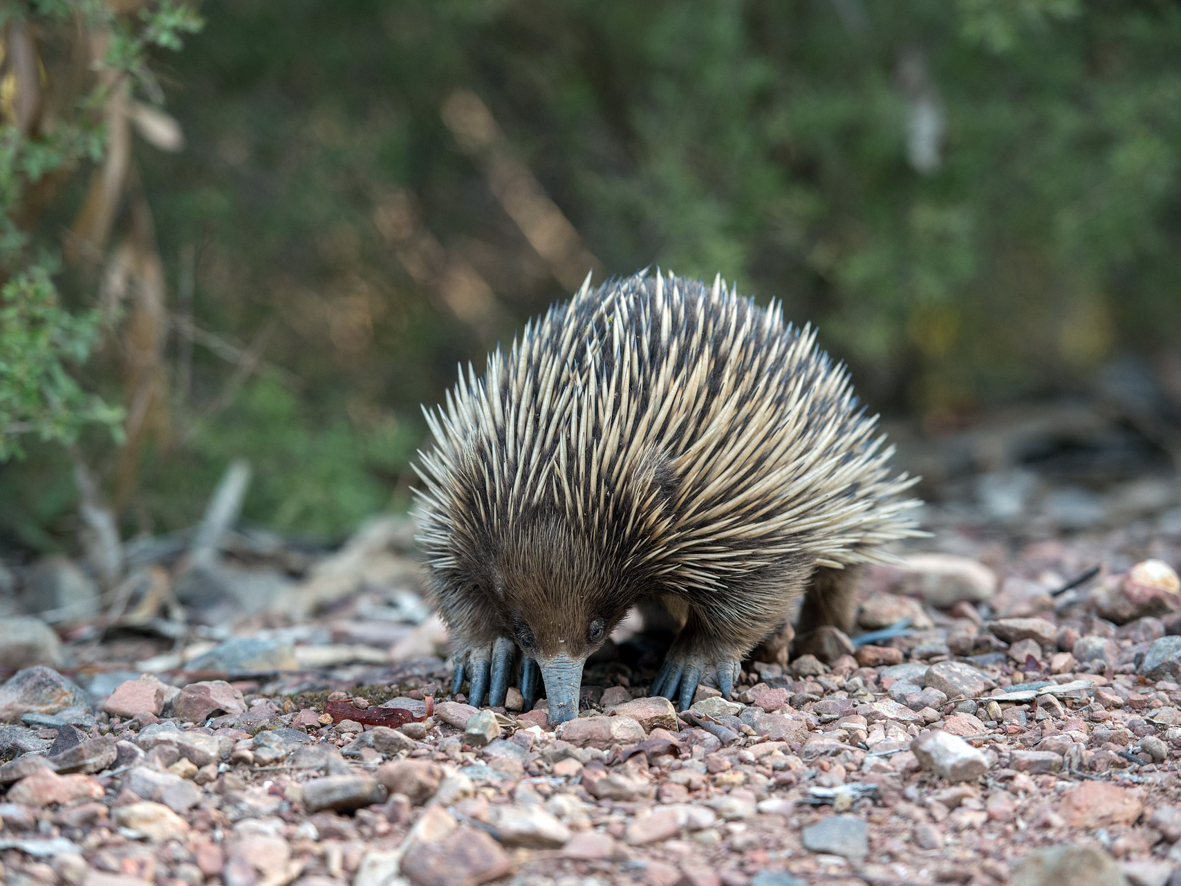 Echidna biology for conservation, wildlife management & habitat ...