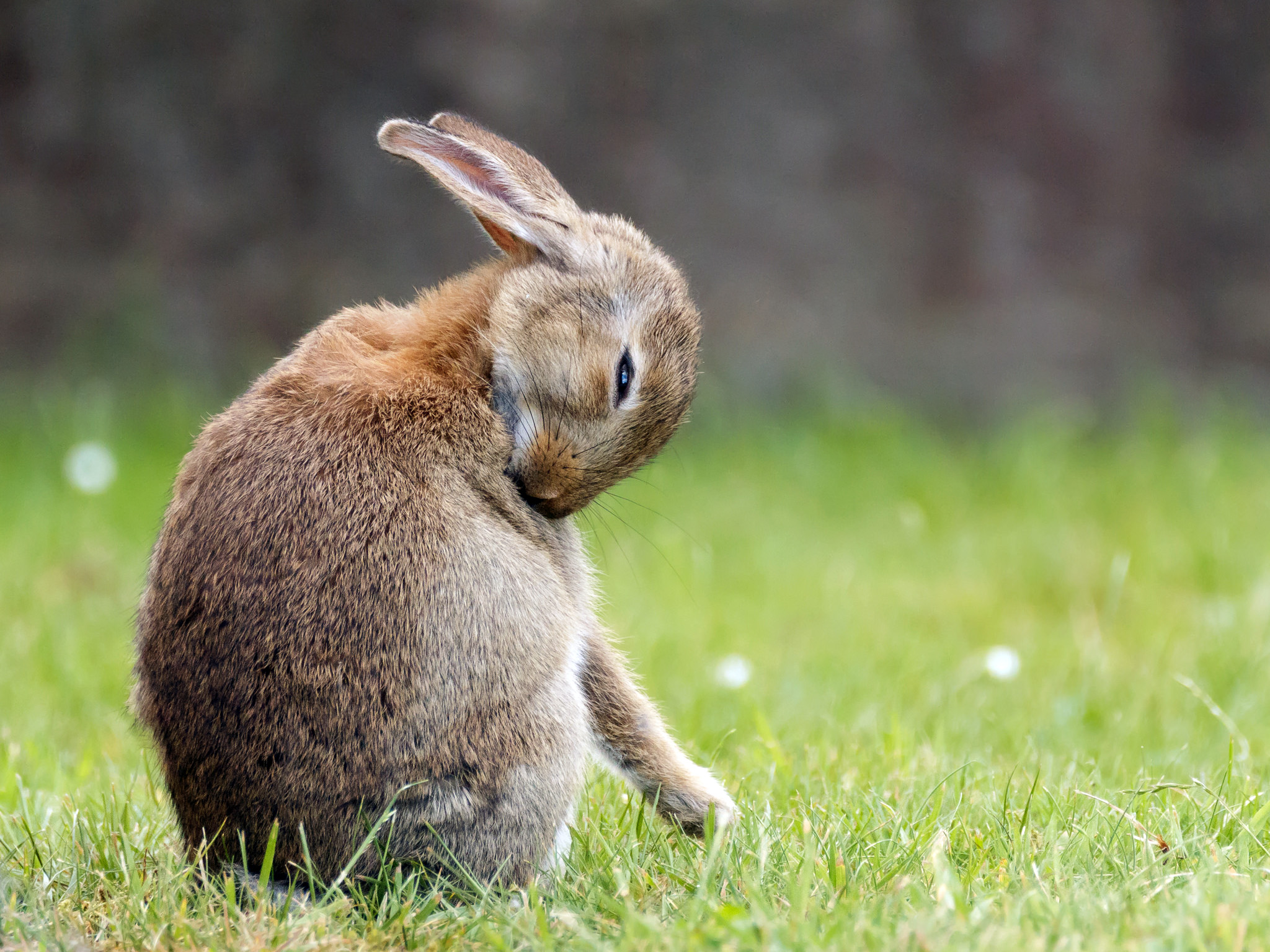 Morphological evolution & adaptation of Australia’s rabbits Faculty