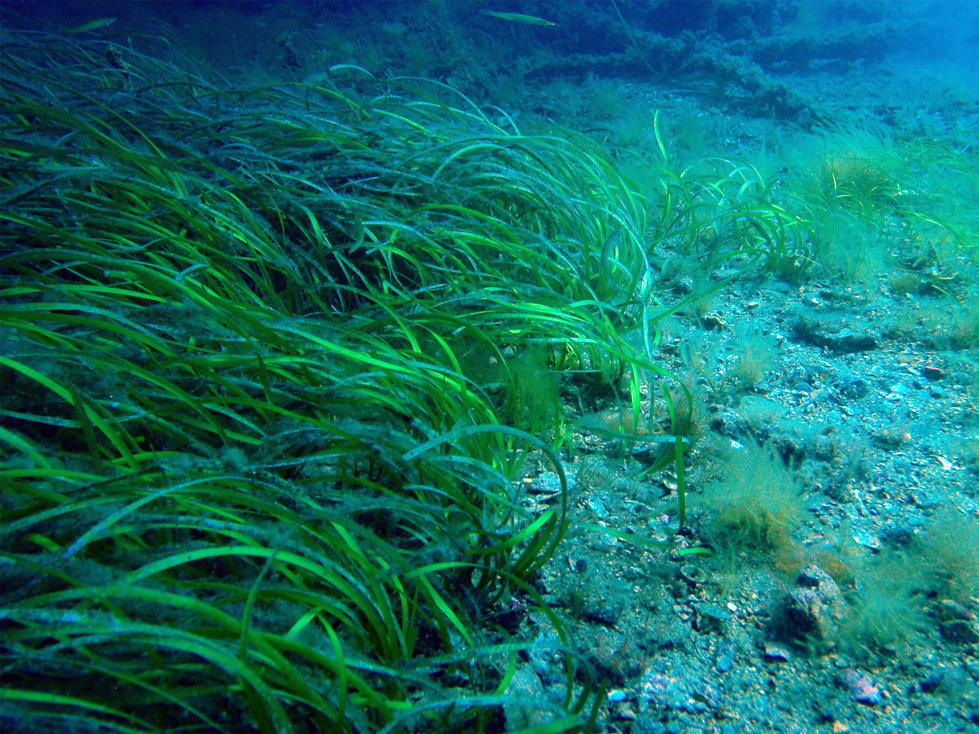 Restoration of Adelaide’s coastal seagrasses | Faculty of Sciences ...