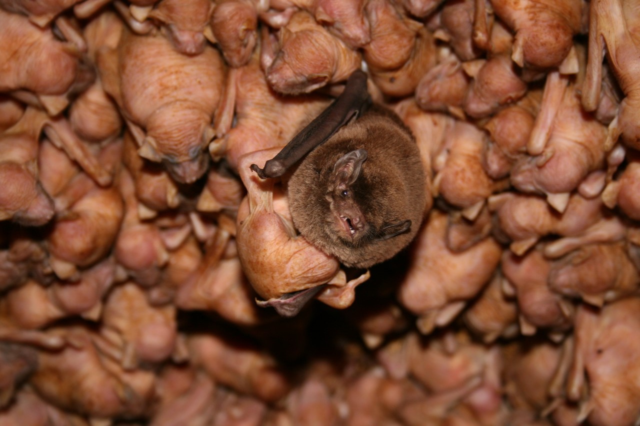 Molecular diet analysis of bentwinged bats Faculty of Sciences