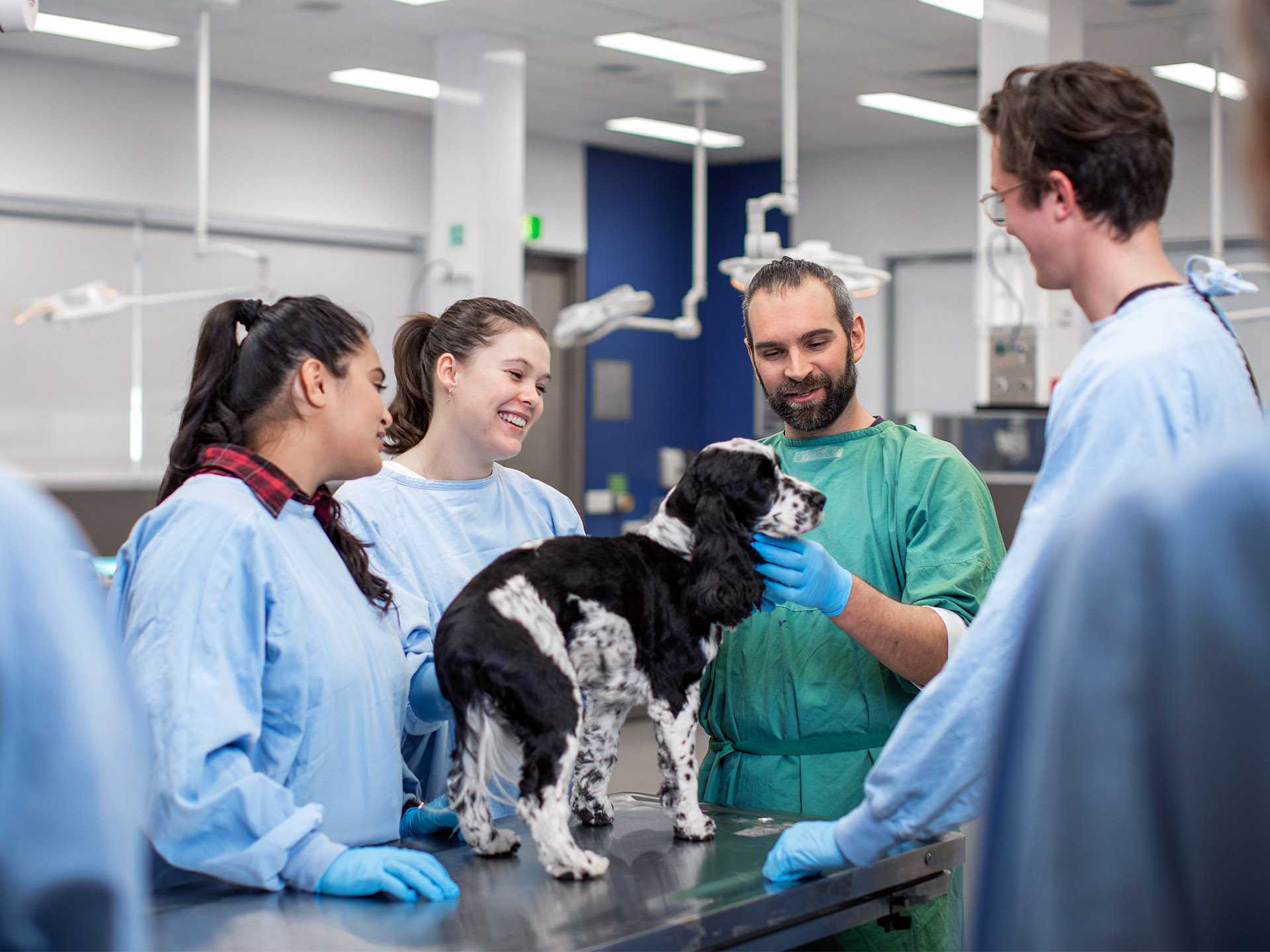 Vet Tech Degree To Target Emerging Skills Gap Faculty Of Sciences   Vet Tech 806 