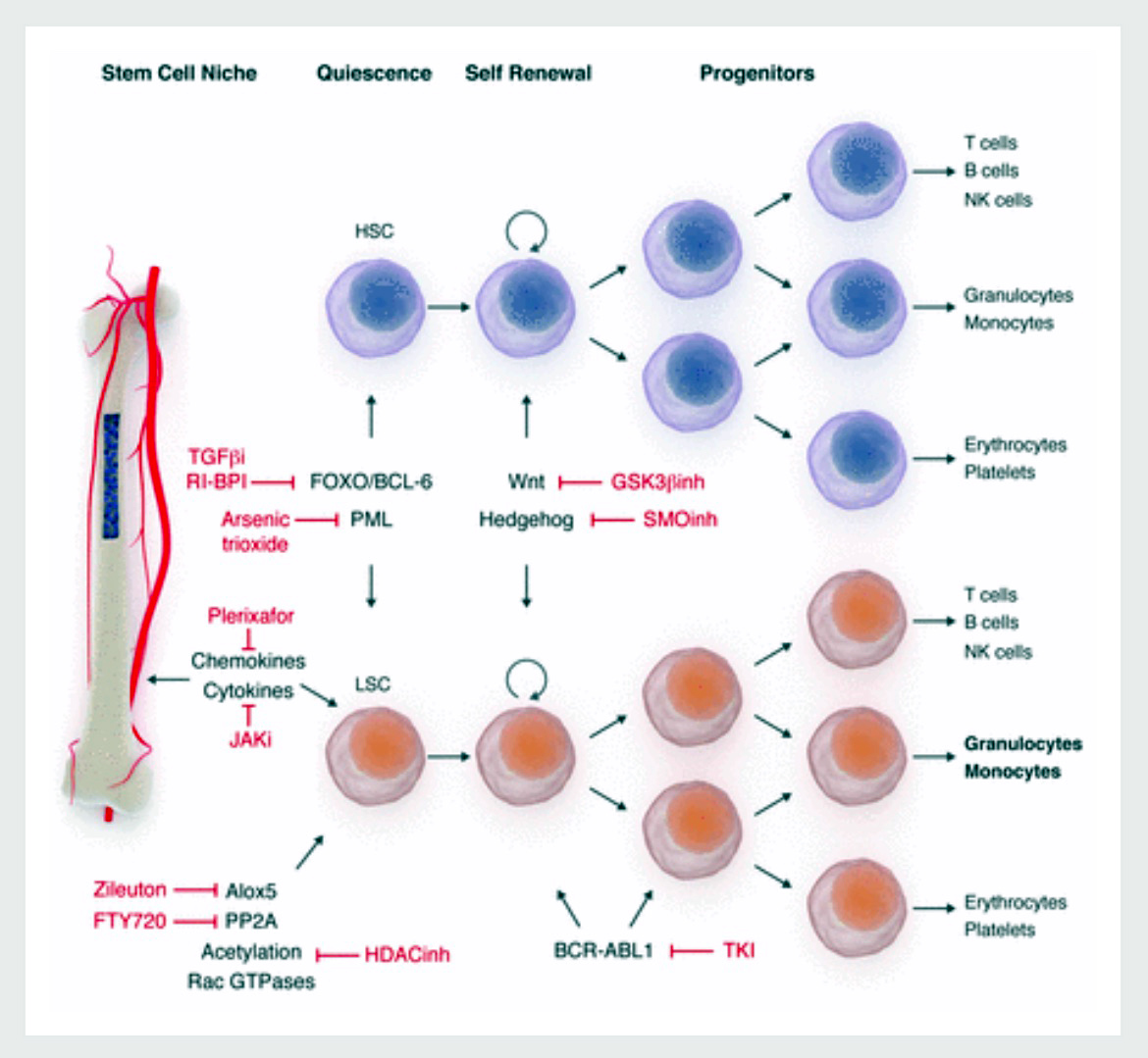 Monitoring Of Minimal Residual Disease On Chronic Myeloid Leukaemia