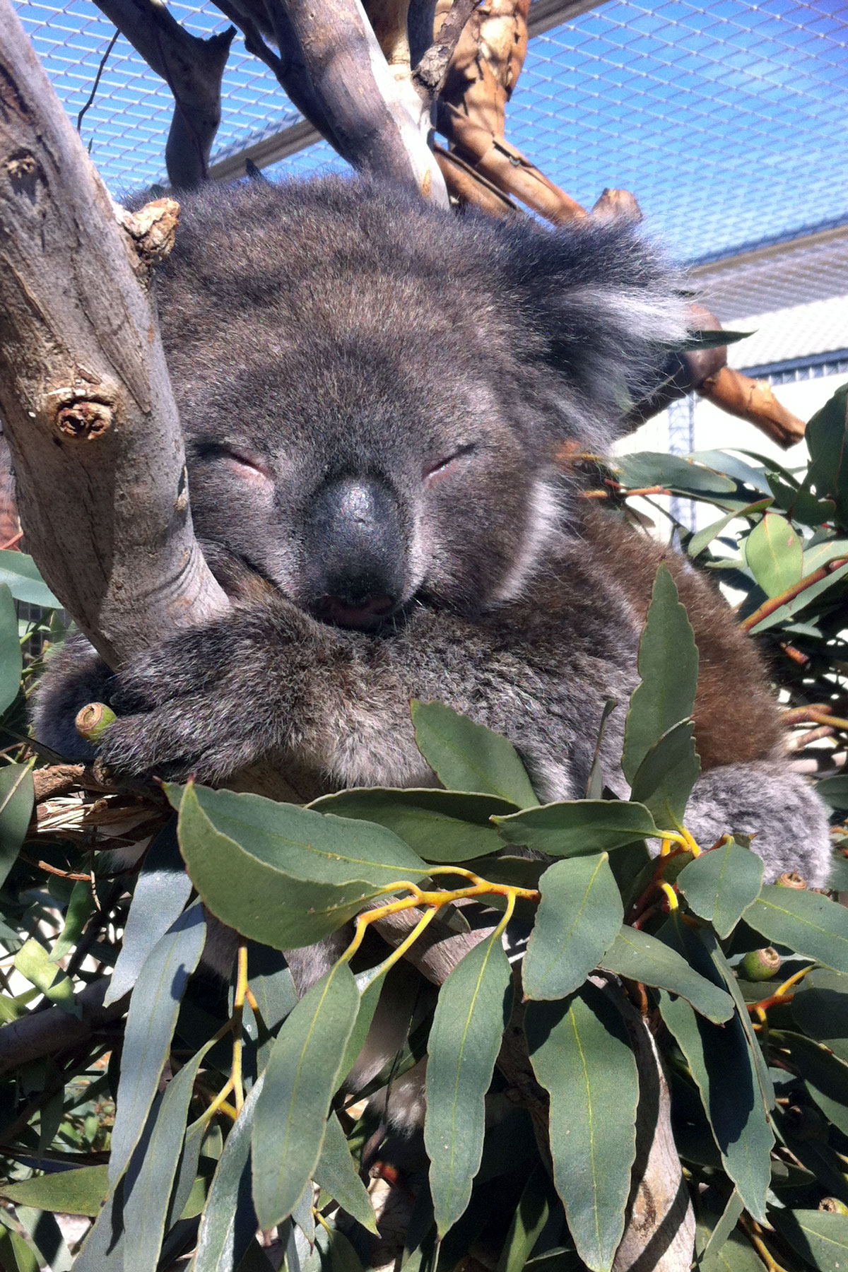 Wayne the Koala