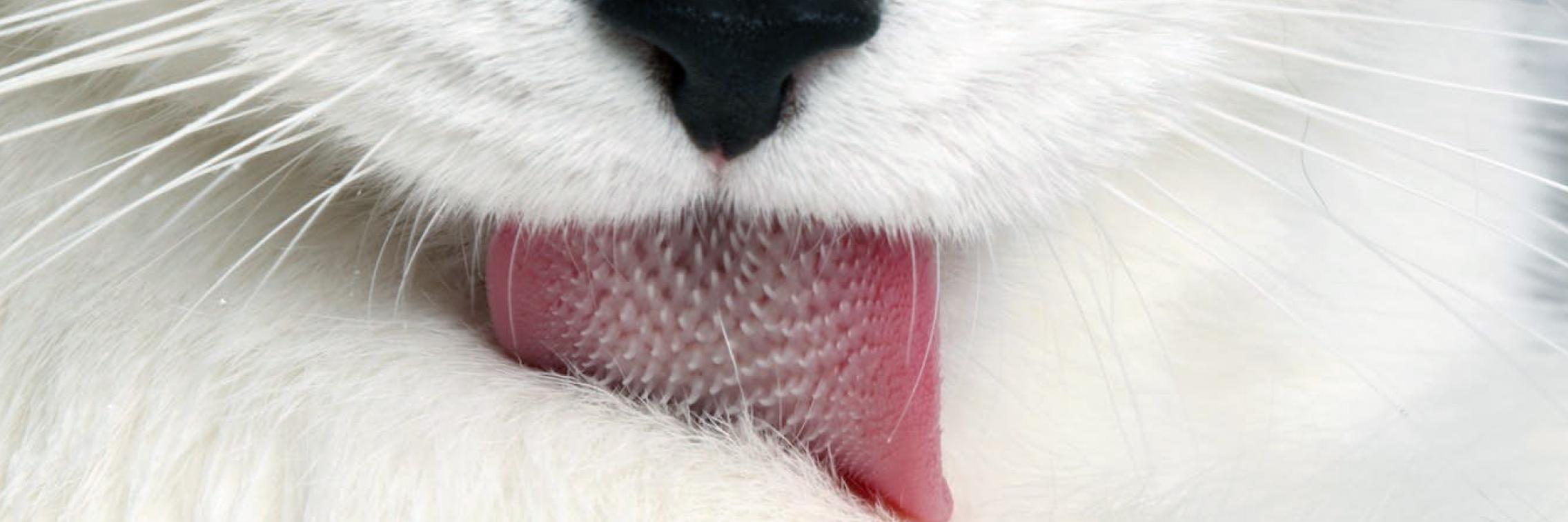 Cat tongue image