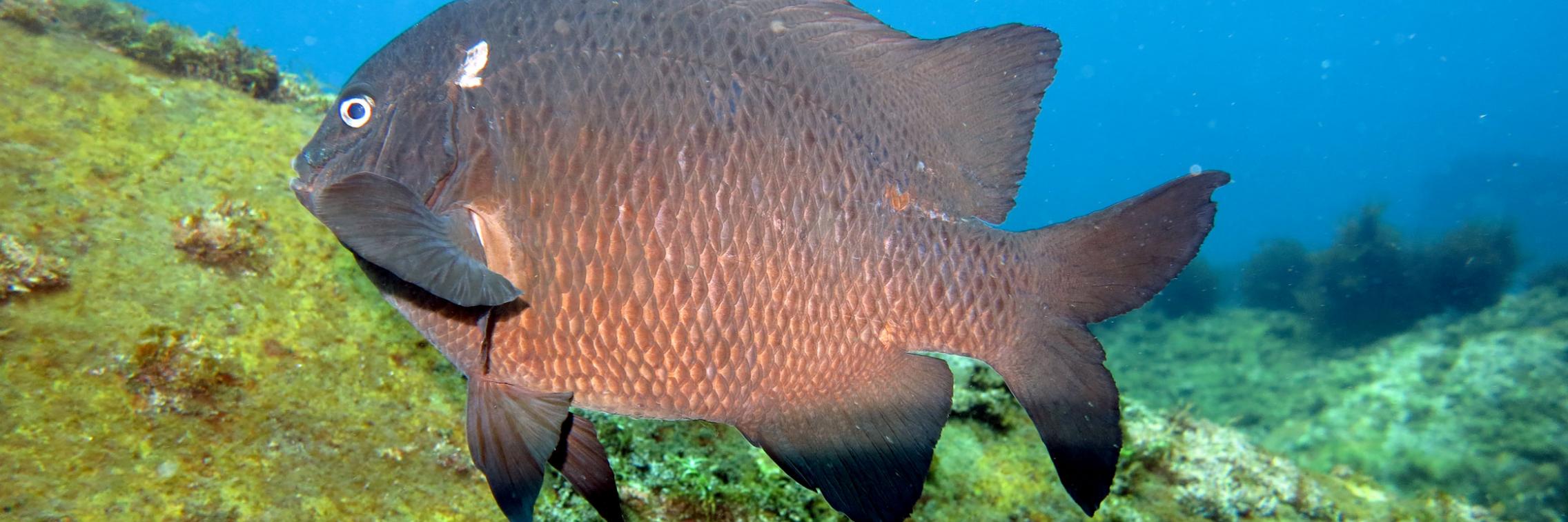 A damselfish at the volcanic seep in New Zealand.