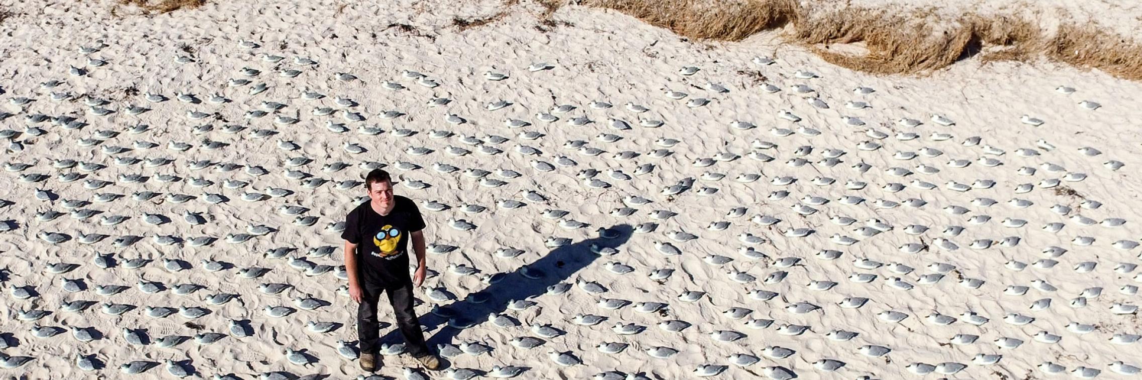 Lead author Jarrod Hodgson, University of Adelaide, standing in one of the replica colonies of seabirds constructed for the #EpicDuckChallenge.