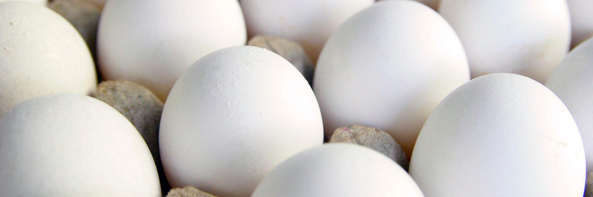 Cracking the secret of omega 3 enriched eggs Faculty of Sciences