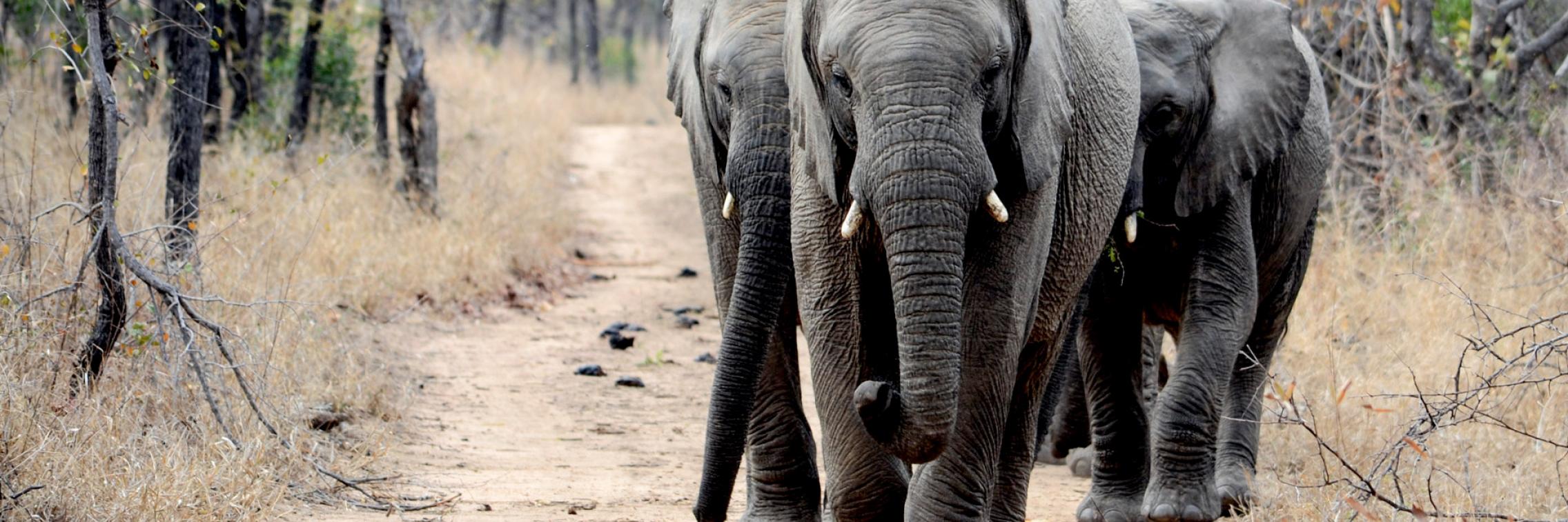 elephant image