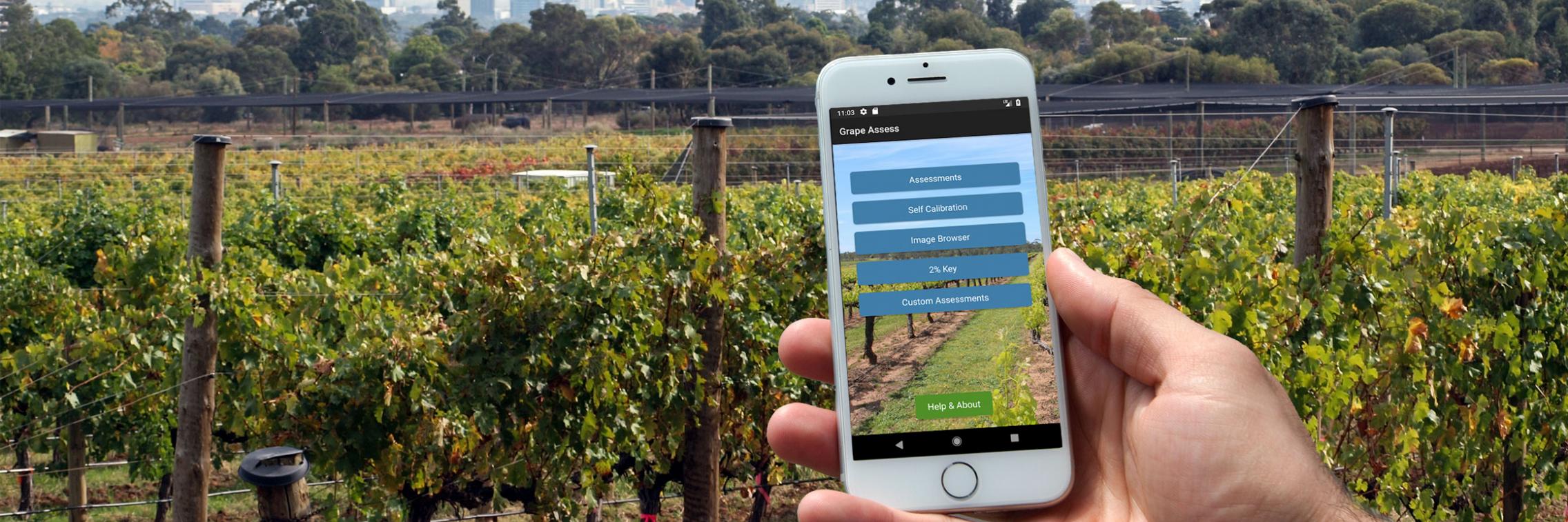 The improved powdery mildew assessment application, PMapp, and a new application, Grape Assess, are now available on Android and Apple devices.