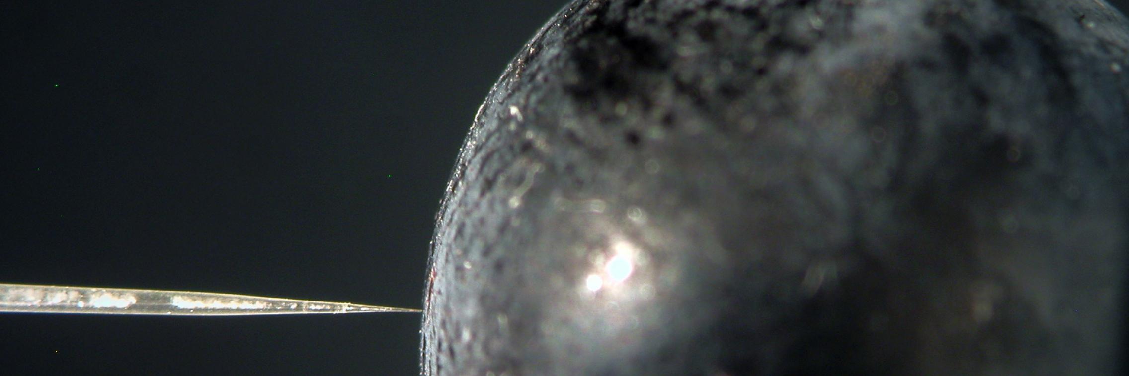 Shiraz probe image