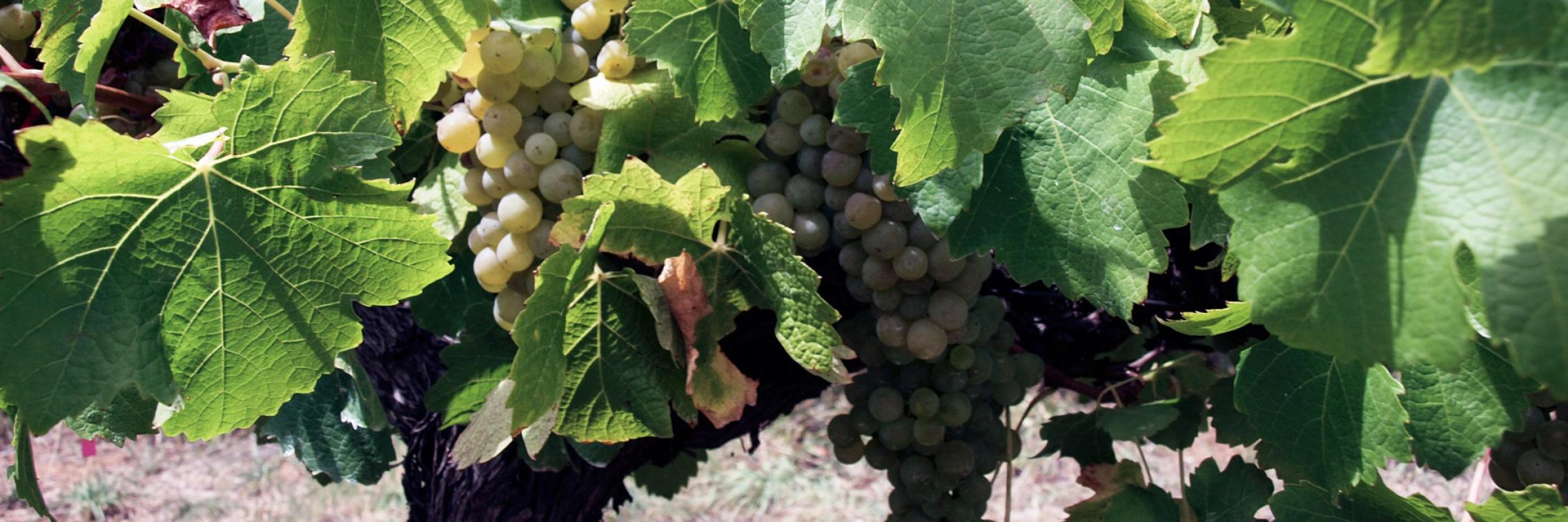 grapevine image