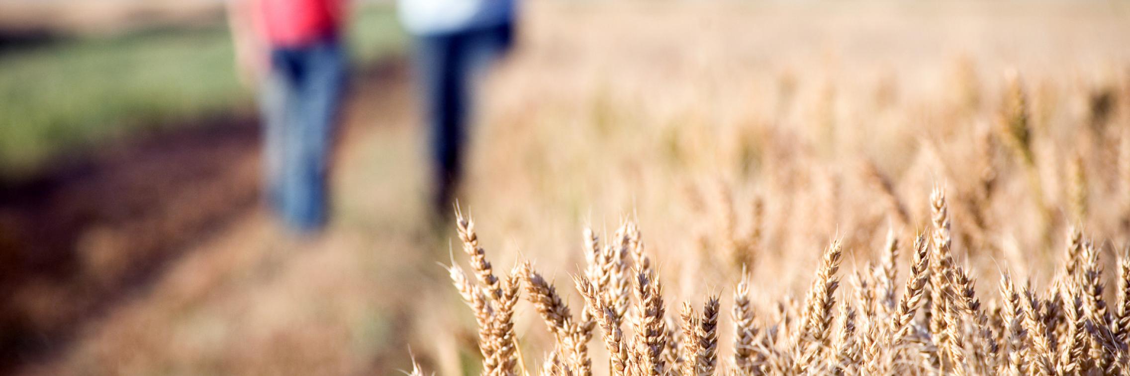 Graphene promotes more efficient fertilisers