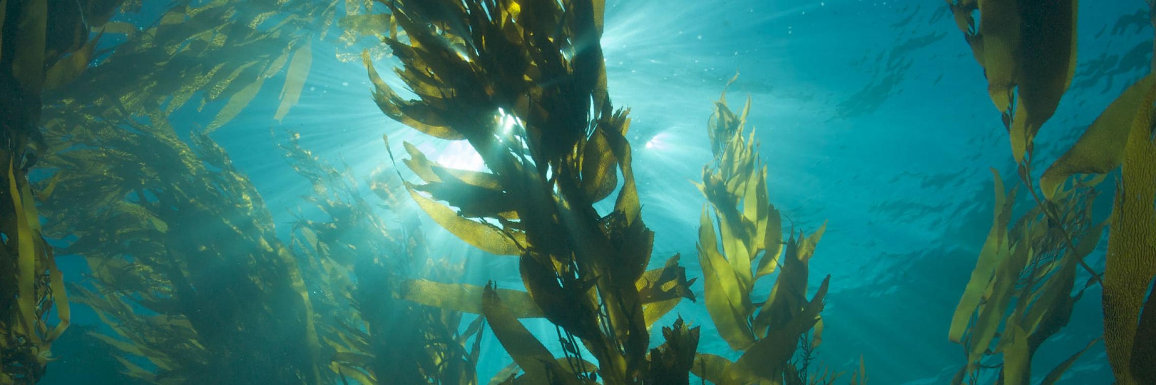 Kelp image