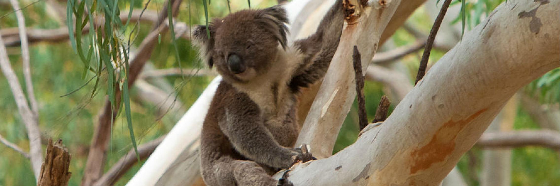 Koala image