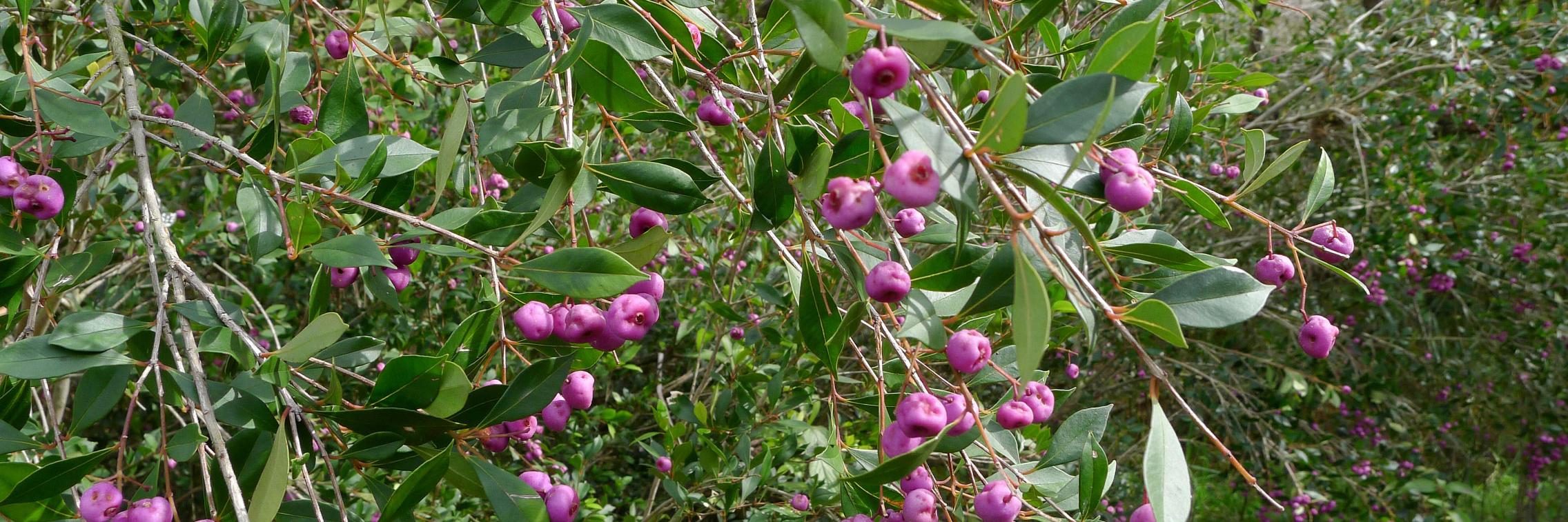 Lilly Pilly or Syzygium smithii growing in forest at Nymboida National Park