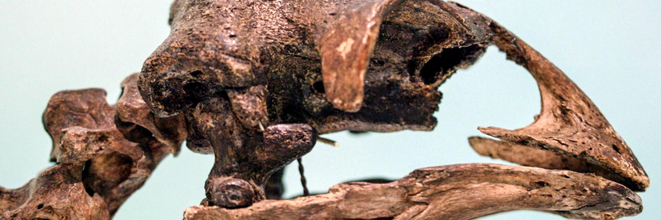 Image caption: Moa skull. Image courtesy Patrick Bürgler/Flickr.