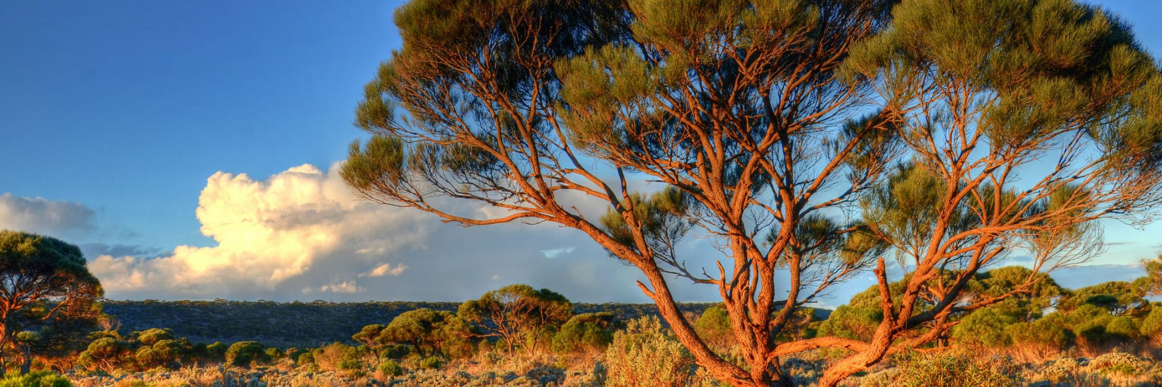 Scrub on the Nullarbor Plains