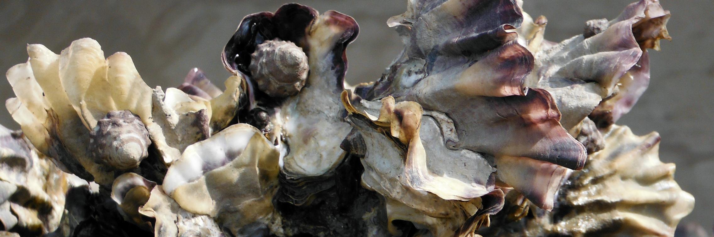 Image - Scientists dive deep to save sinking oyster population